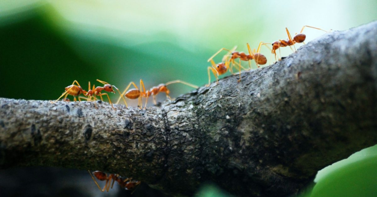 ¿Qué son los gastos hormiga y cómo te afectan a fin de mes_